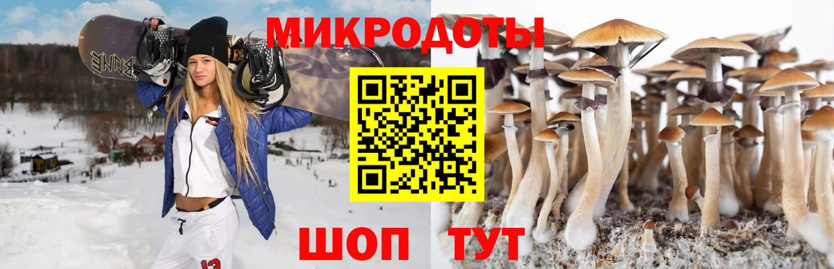 Галлюциногенные грибы Psilocybe Кириши